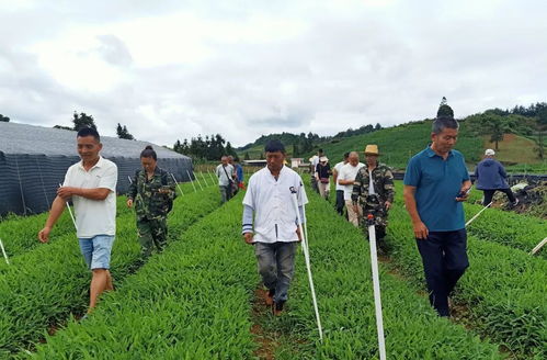 蒙自 种植优质中药材从育好一颗种子开始