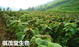 山东中草药提取物生产厂家山东中药材提取物供应商山东中药提取物生产供应商
