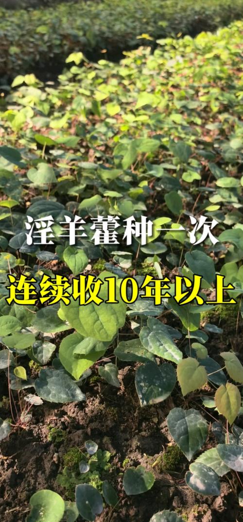 淫羊藿种苗可以挖了#中药材种植# #雷昱农业# #农业# #淫羊藿