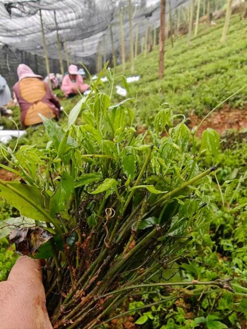 三叶青苗四川中药材种植基地一手货源 现挖现发包技术助您轻松种植