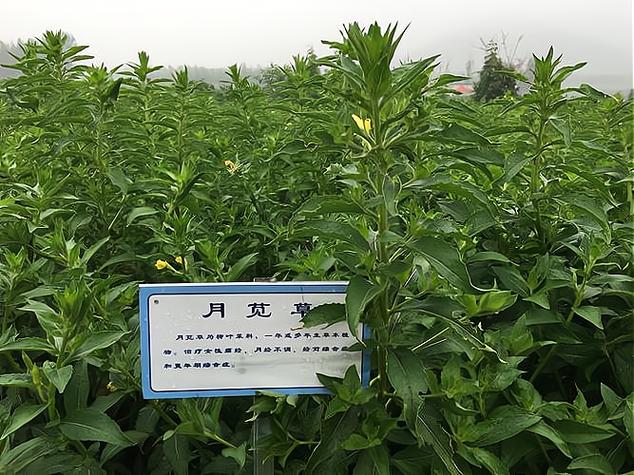 中药材种植 高收益背后的风险与理性选择
