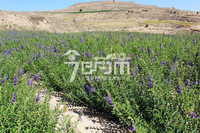 中药材种植 从选地到收获的实用指南